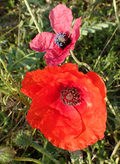 Rough Poppy