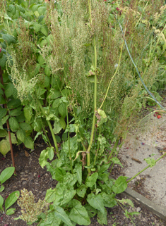 Rugose Sorrel