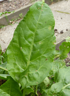 Rugose Sorrel