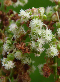 Rugose Sorrel