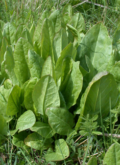 Rugose Sorrel