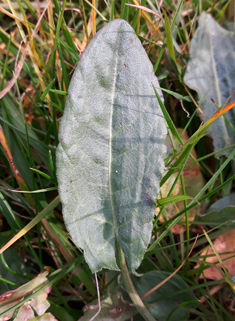 Common Sorrel