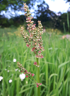 Common Sorrel