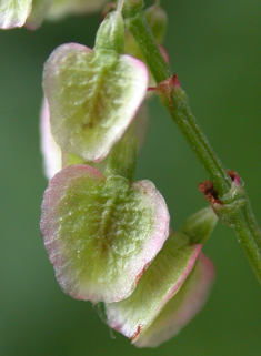 Common Sorrel