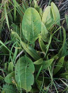 Common Sorrel