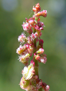 Common Sorrel