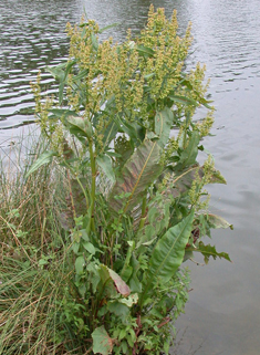 Water Dock