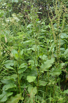 Broad-leaved Dock
