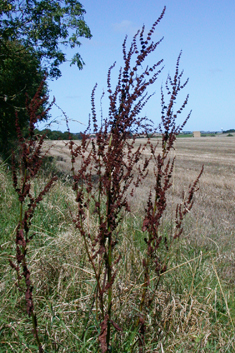 Broad-leaved Dock