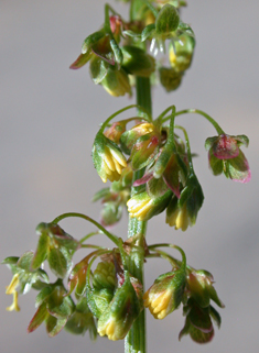 Broad-leaved Dock