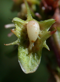 Broad-leaved Dock