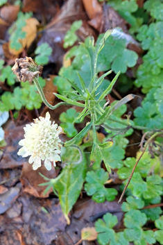 Cream Scabious