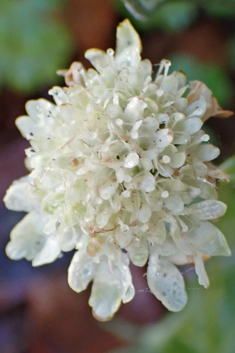 Cream Scabious