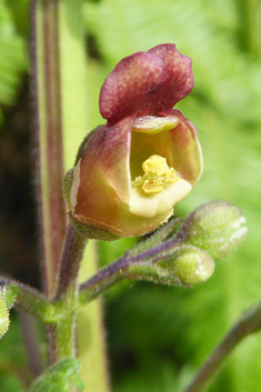 Balm-leaved Figwort