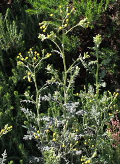 Heath Groundsel