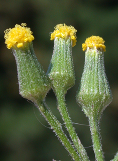 Heath Groundsel