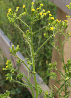 Heath Groundsel