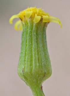 Heath Groundsel