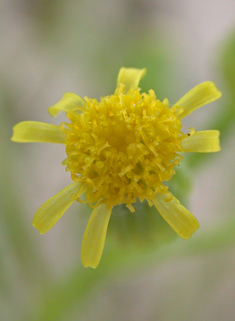 Heath Groundsel