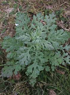 Heath Groundsel