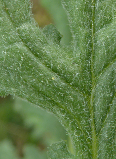 Heath Groundsel