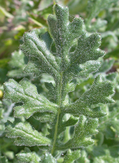 Sticky Groundsel