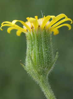 Sticky Groundsel