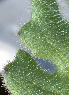 Sticky Groundsel