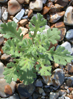 Sticky Groundsel