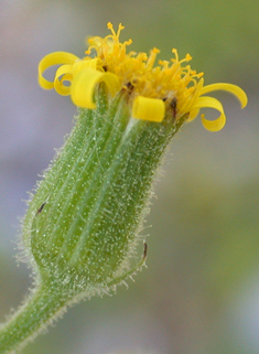 Sticky Groundsel