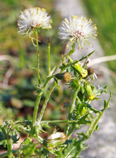 Common Groundsel