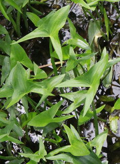 Common Arrowhead