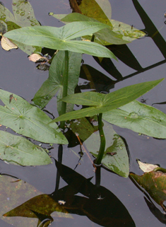 Common Arrowhead