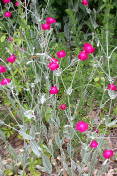 Rose Campion