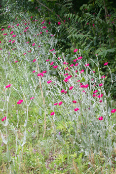 Rose Campion