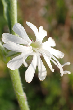Forked Catchfly
