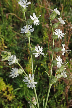 Forked Catchfly