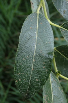 Grey x Dark-leaved Willow