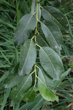 Grey x Dark-leaved Willow