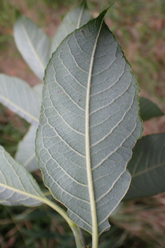 Grey x Dark-leaved Willow