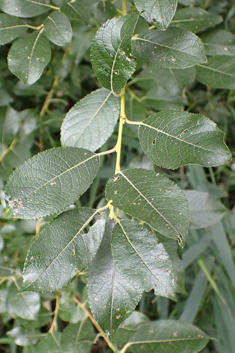 Grey x Dark-leaved Willow