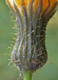 Perennial Sow-thistle