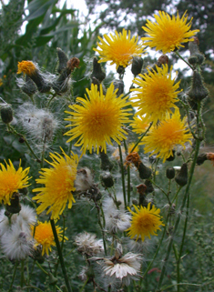 Perennial Sow-thistle