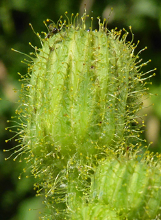 Perennial Sow-thistle