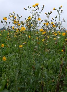 Perennial Sow-thistle