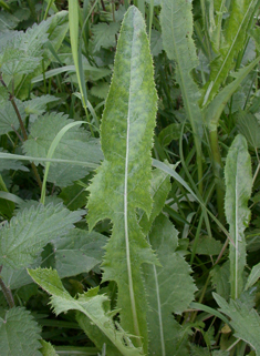 Perennial Sow-thistle