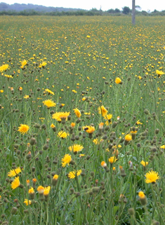 Perennial Sow-thistle