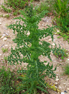 Prickly Sow-thistle