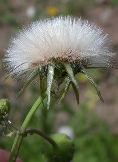 Prickly Sow-thistle