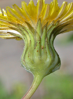 Prickly Sow-thistle